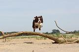 BORDER COLLIE 495